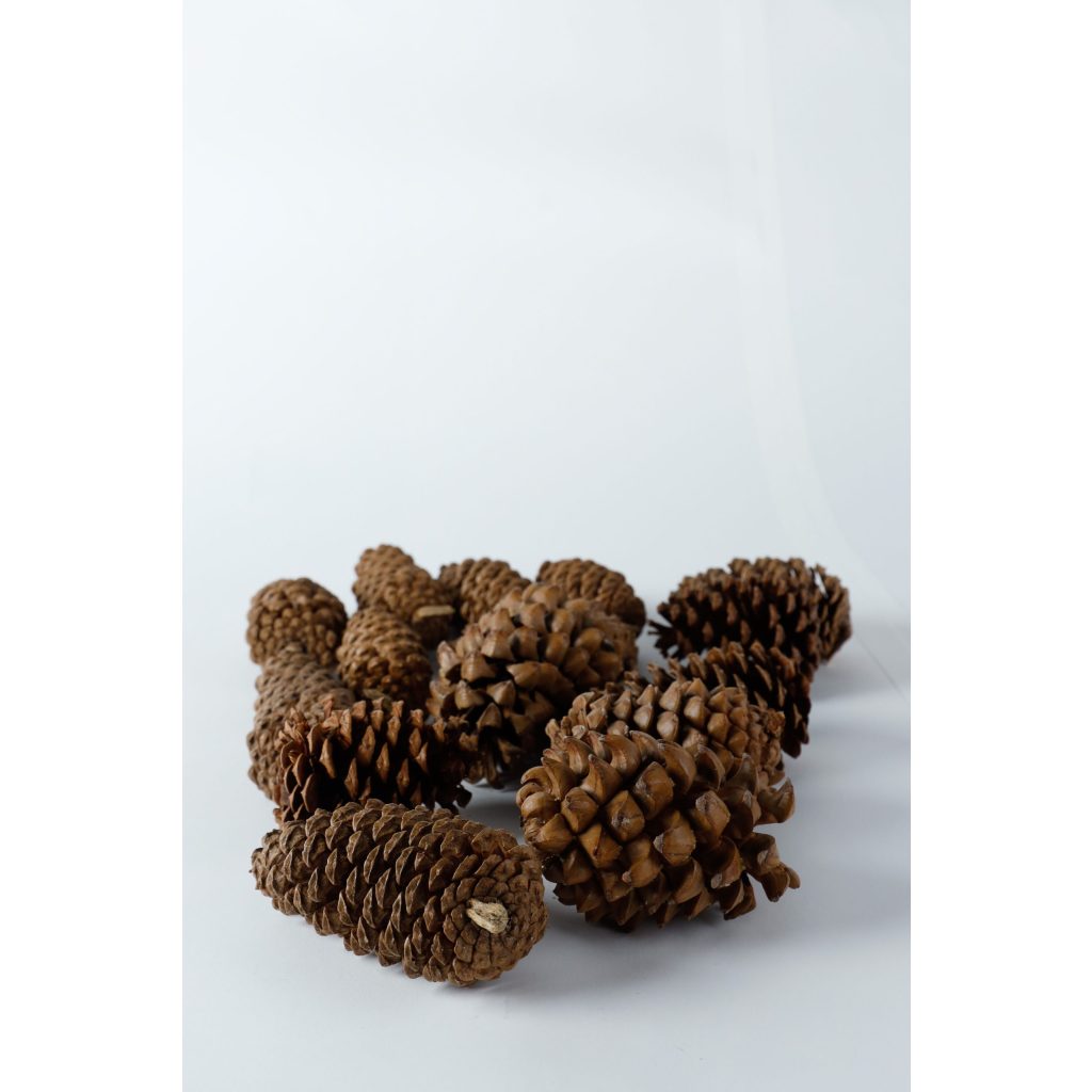 Pinecones
