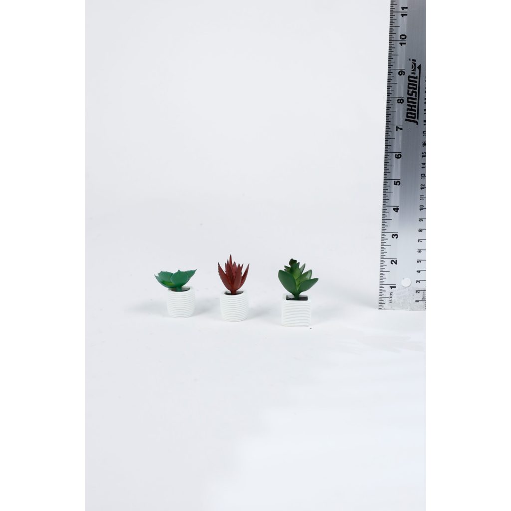 Kitchen Succulent Magnets