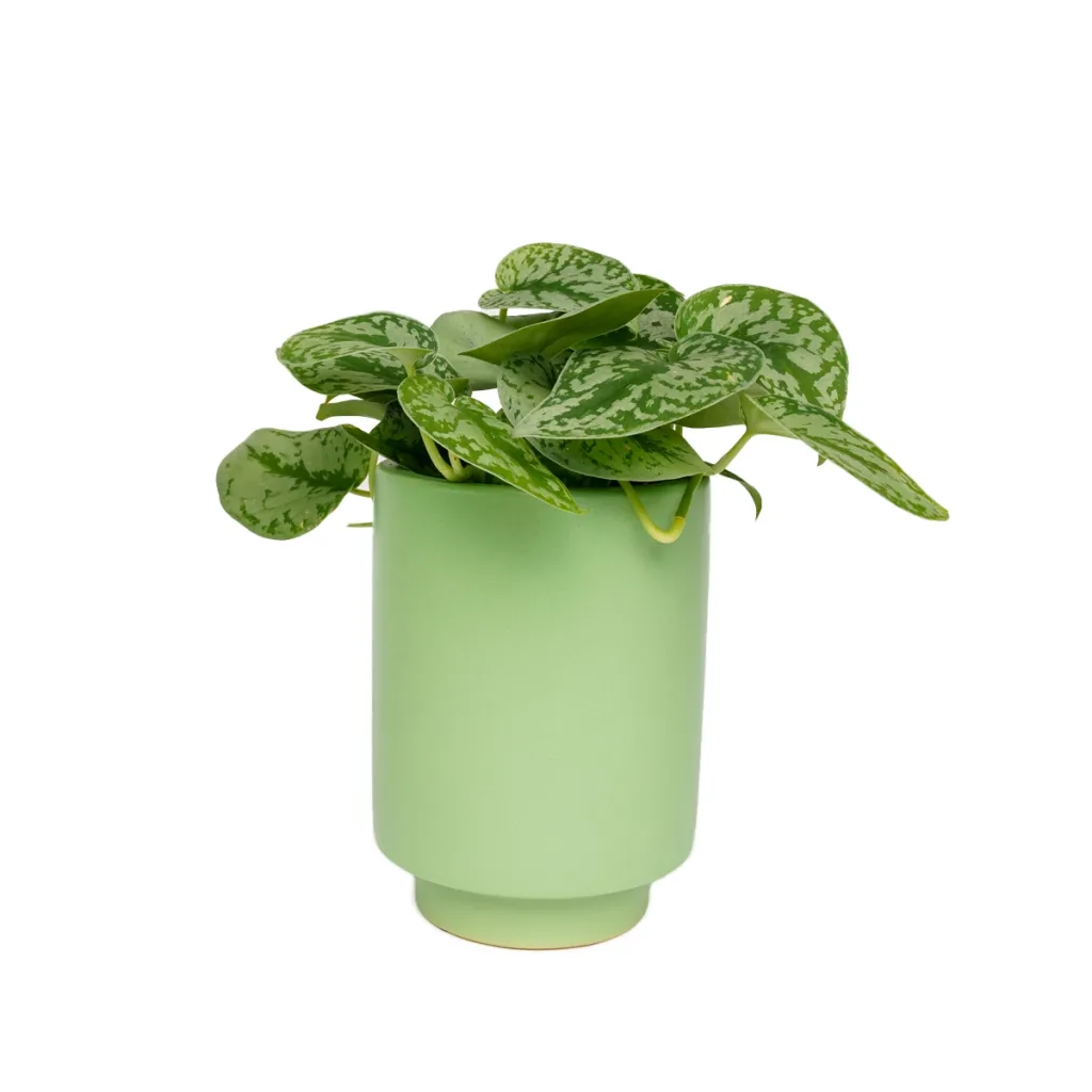 Jungalow Kaya Green Planter