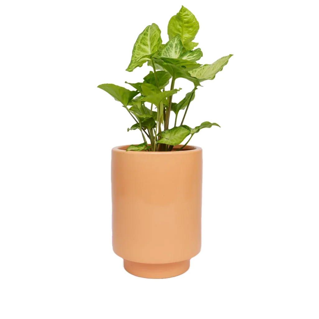 Jungalow Kaya Orange Planter